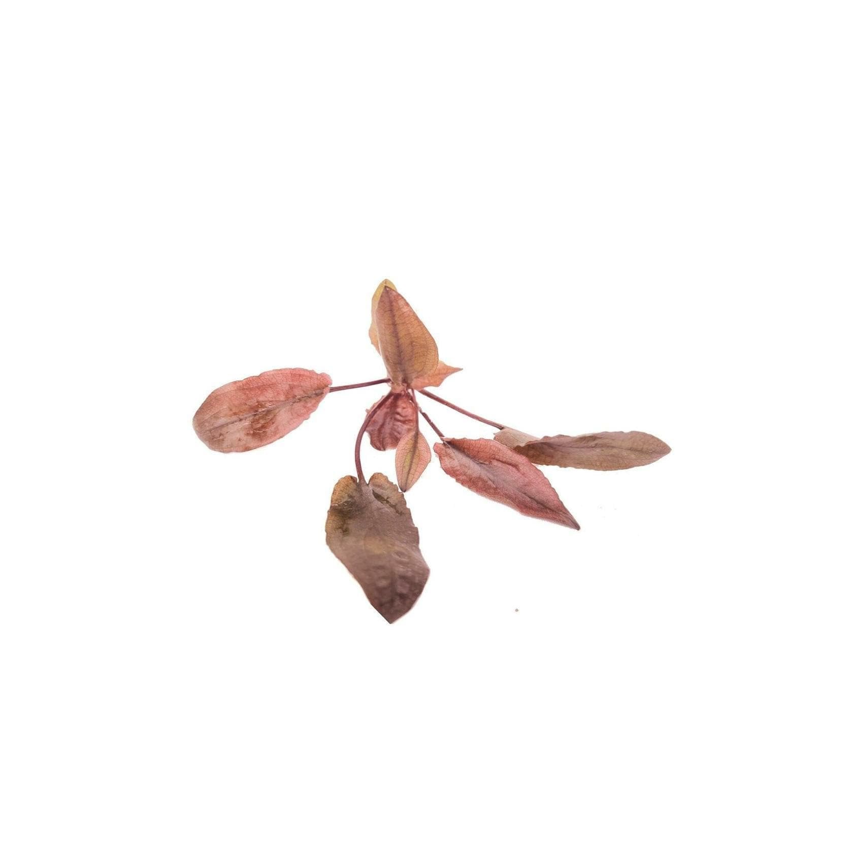 Cryptocoryne Crypt Flamingo