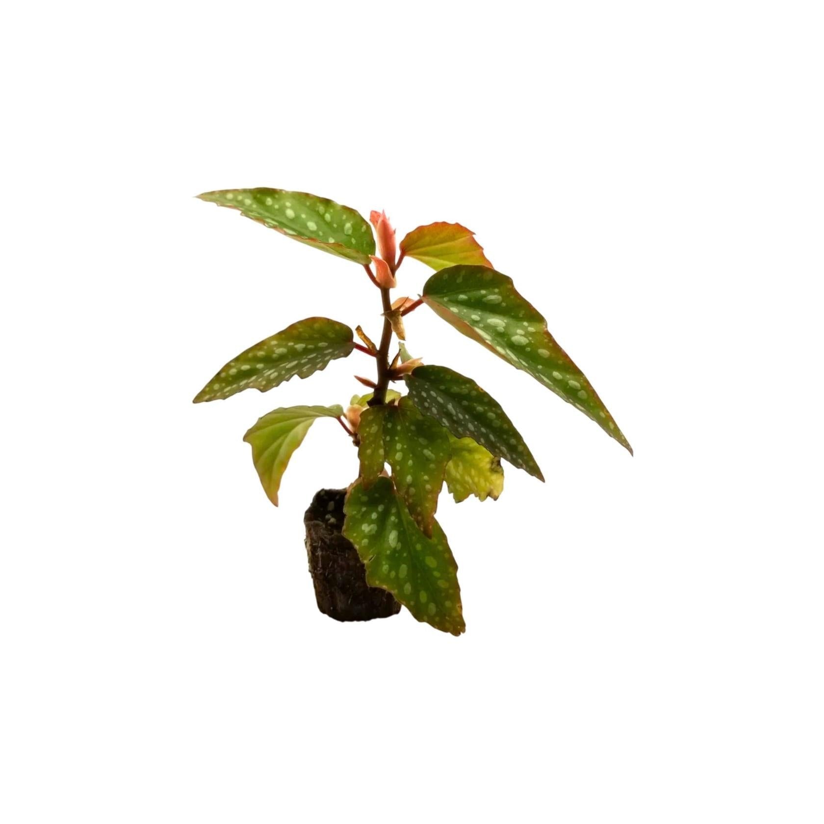 Angel Wing Begonia Medora Rooted Starter Plant