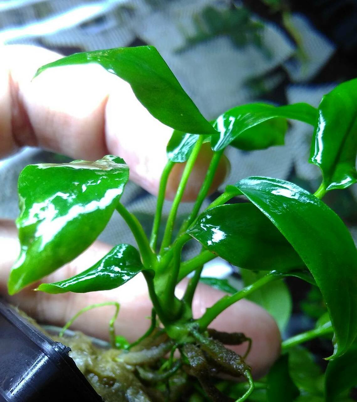 Anubias Minima Bare Root