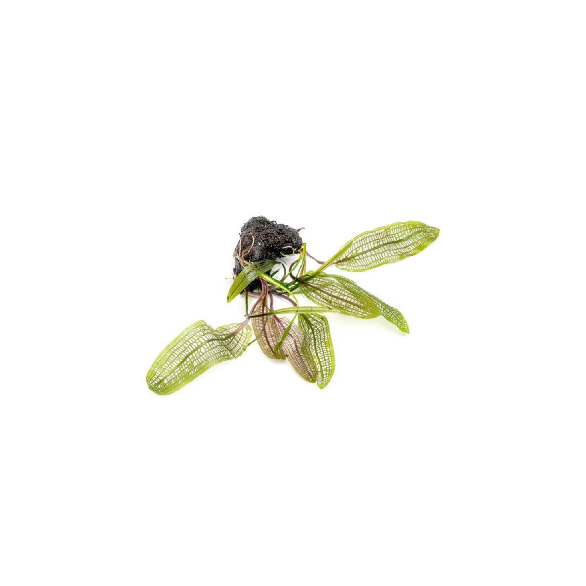 Madagascar Lace (Aponogeton madagascariensis)