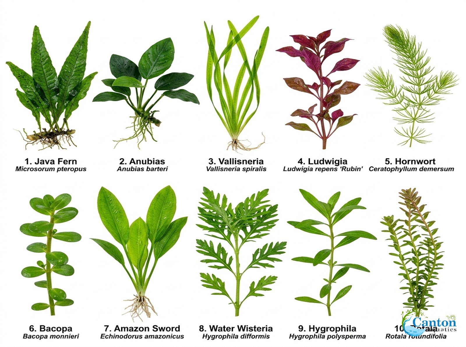 Beginner Aquatic Plants Bundle 30 Plant Pack