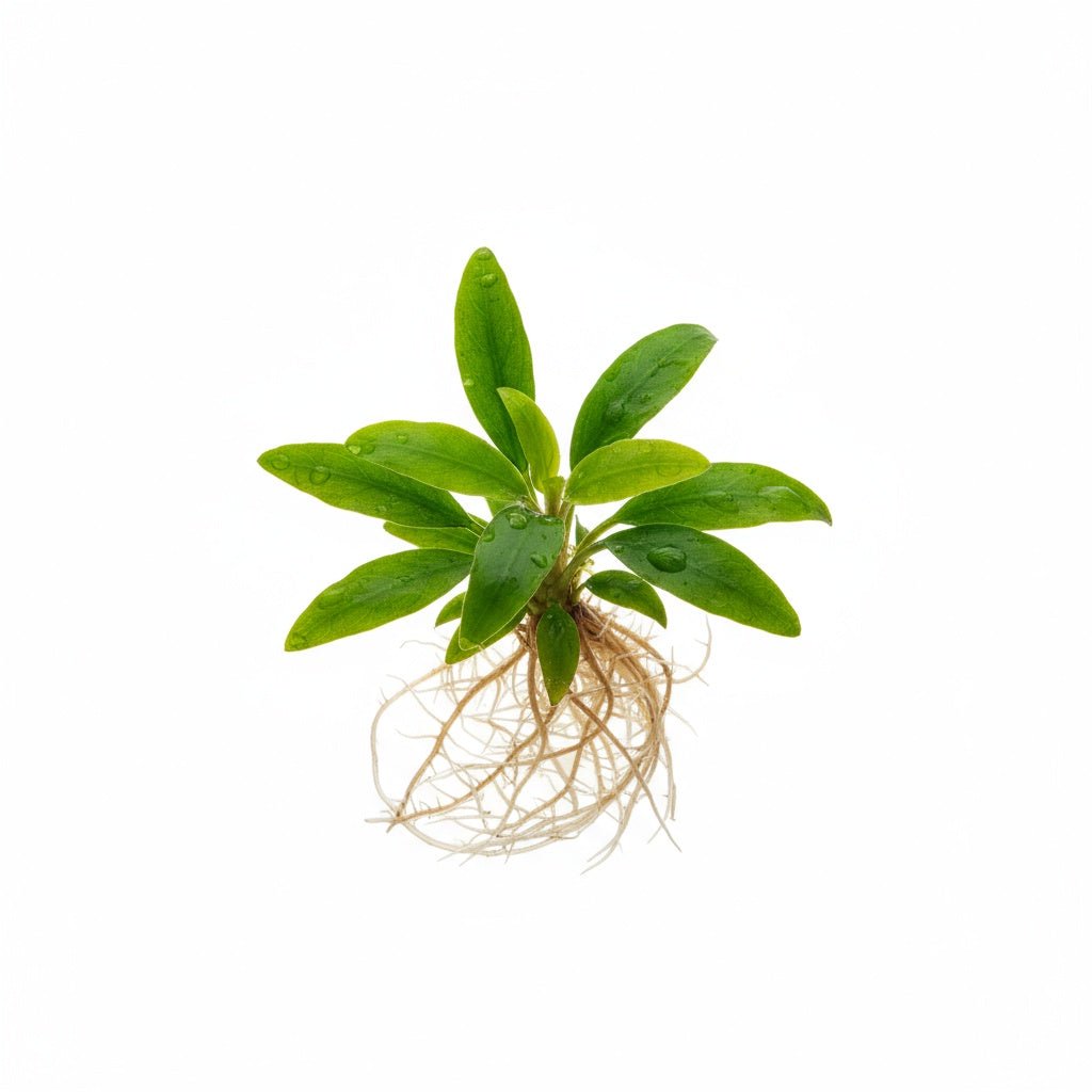 Staurogyne S Repens