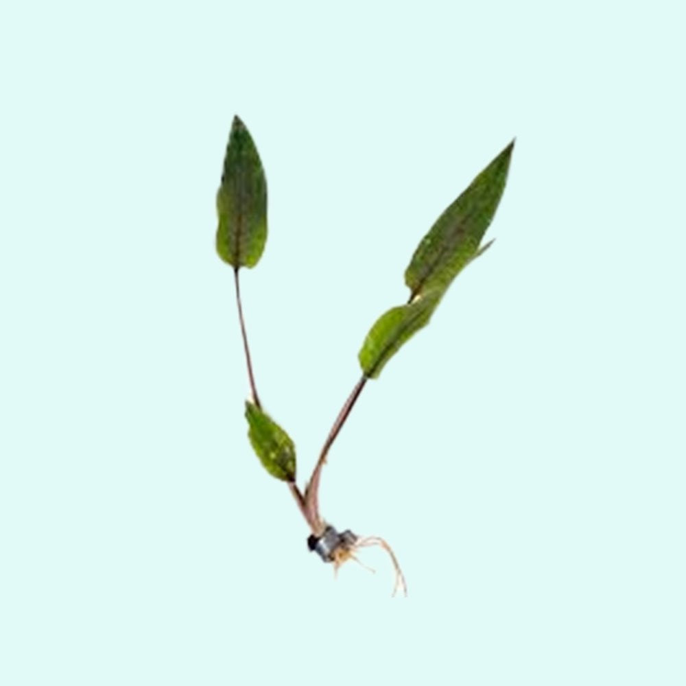 Cryptocoryne Crypt (Undulata)