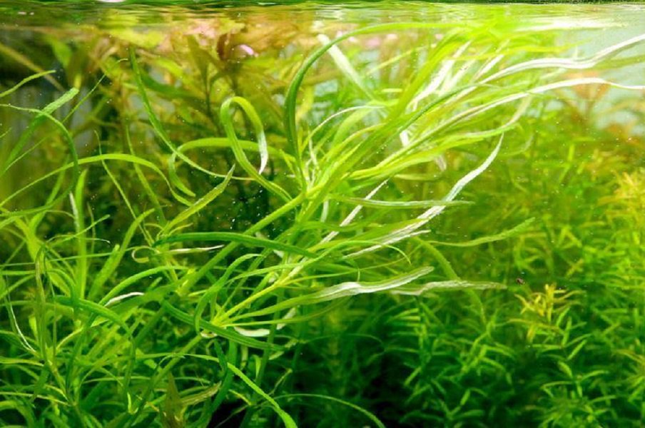 Pogostemon Stellatus Narrowleaf