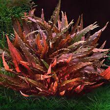Cryptocoryne Wendtii Brown