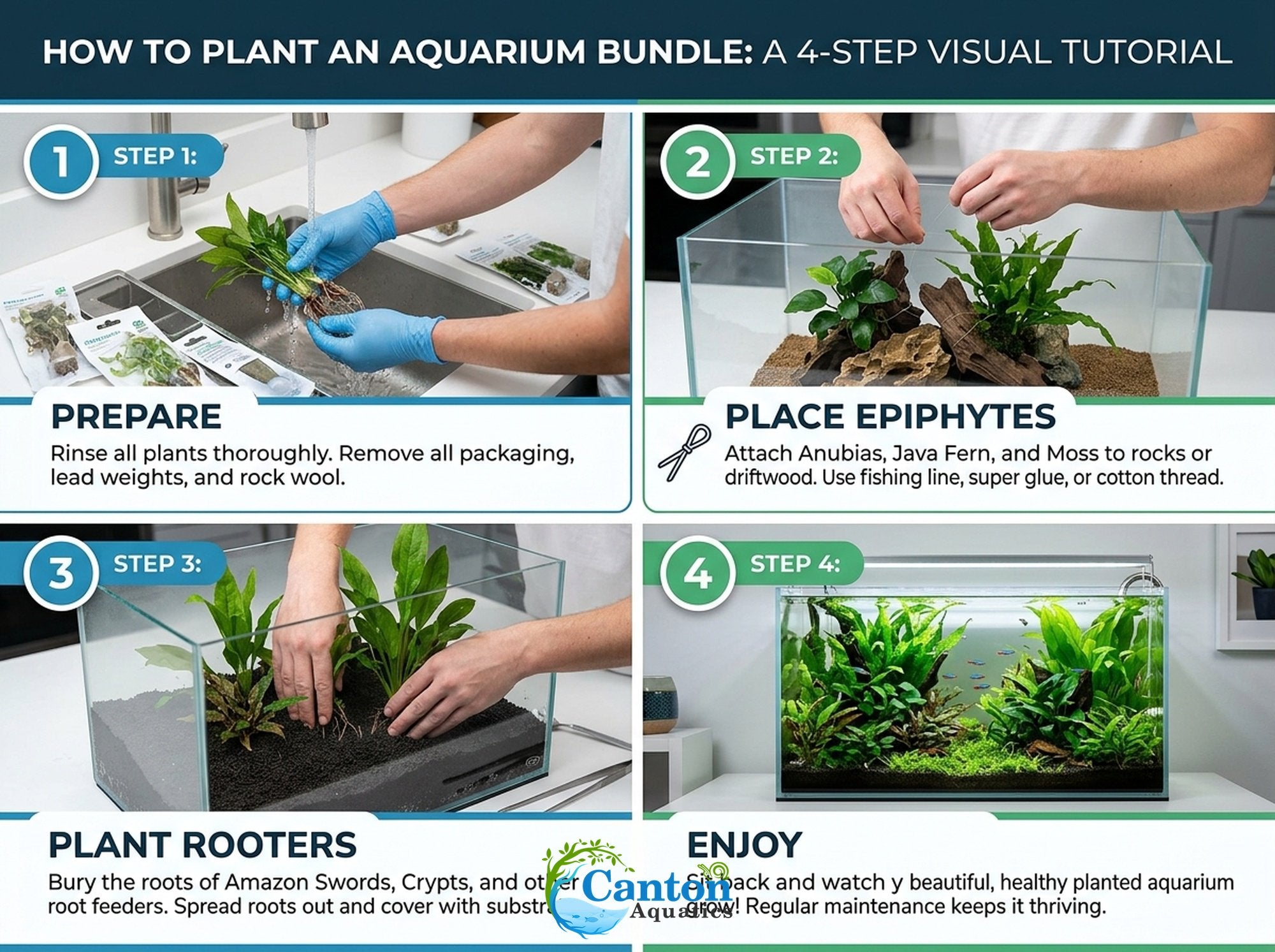 Live Aquarium Plants Essential Bundle - 4 Plants
