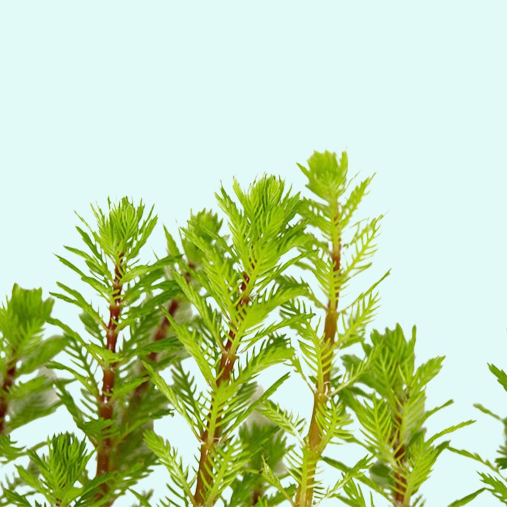 Red Parrot Feather Myriophyllum Brasiliensis