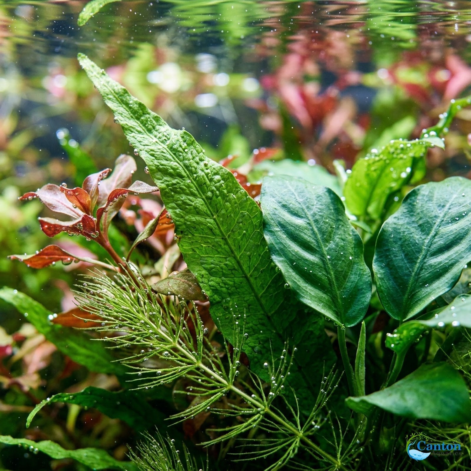 Beginner Aquatic Plants Bundle 30 Plant Pack