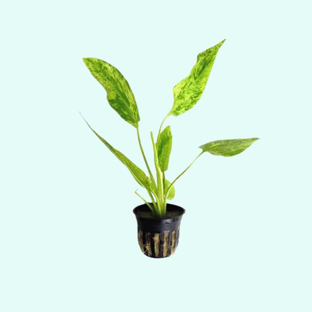 Marble Queen Sword Echinodorus Cordifolius