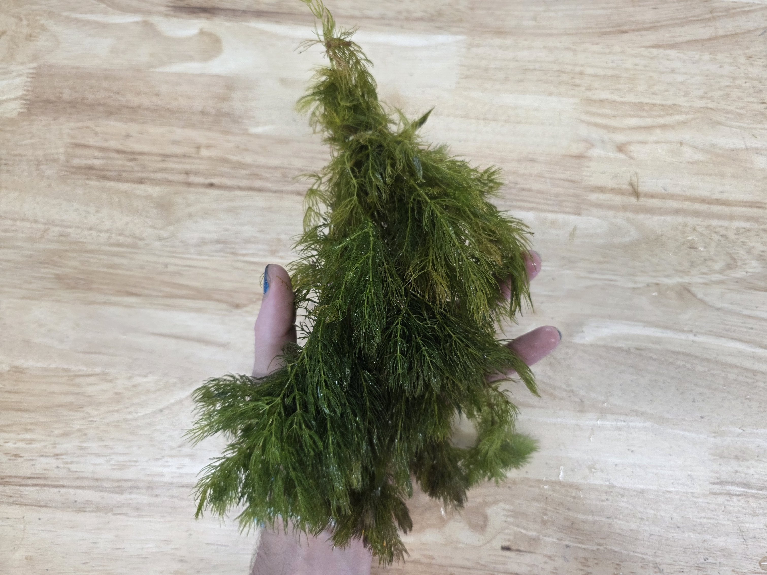 6 Hornwort Bunches