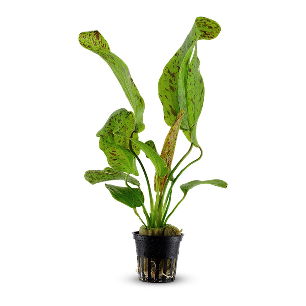 Amazon Sword Echinodorus "Green Ozelot"