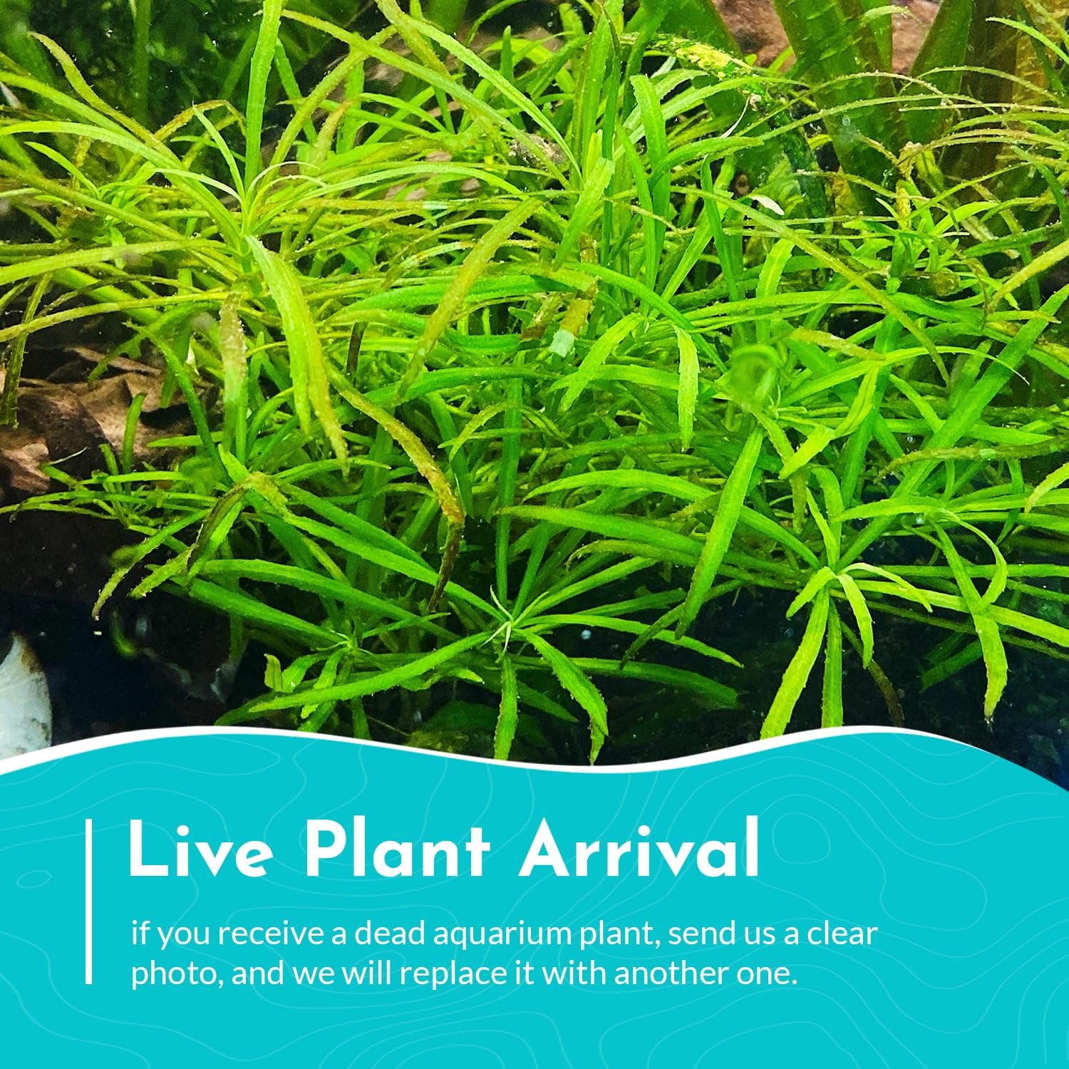 Pogostemon Stellatus Narrowleaf