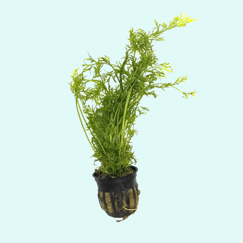 Water Sprite (Indian Fern)