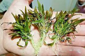 Cryptocoryne Wendtii Brown