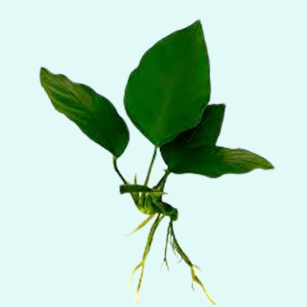 Anubias Barteri (Nana)