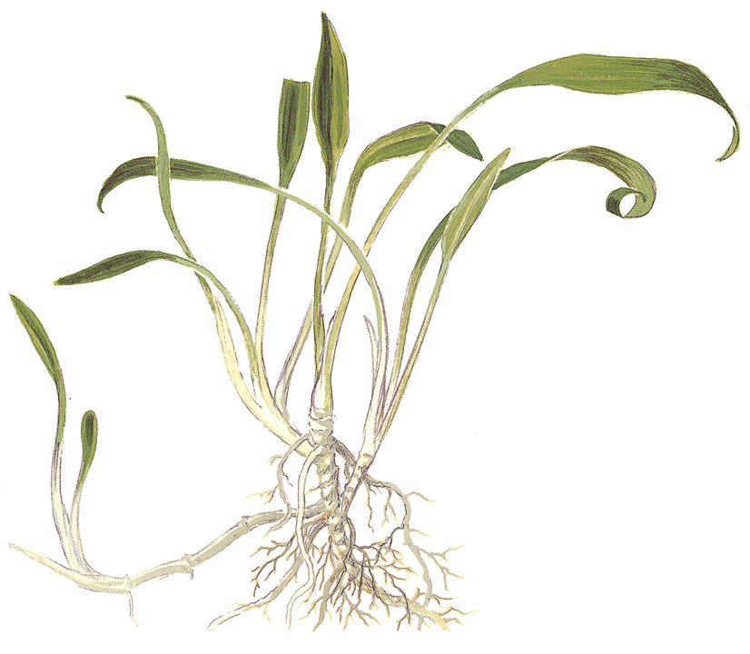 Cryptocoryne Parva