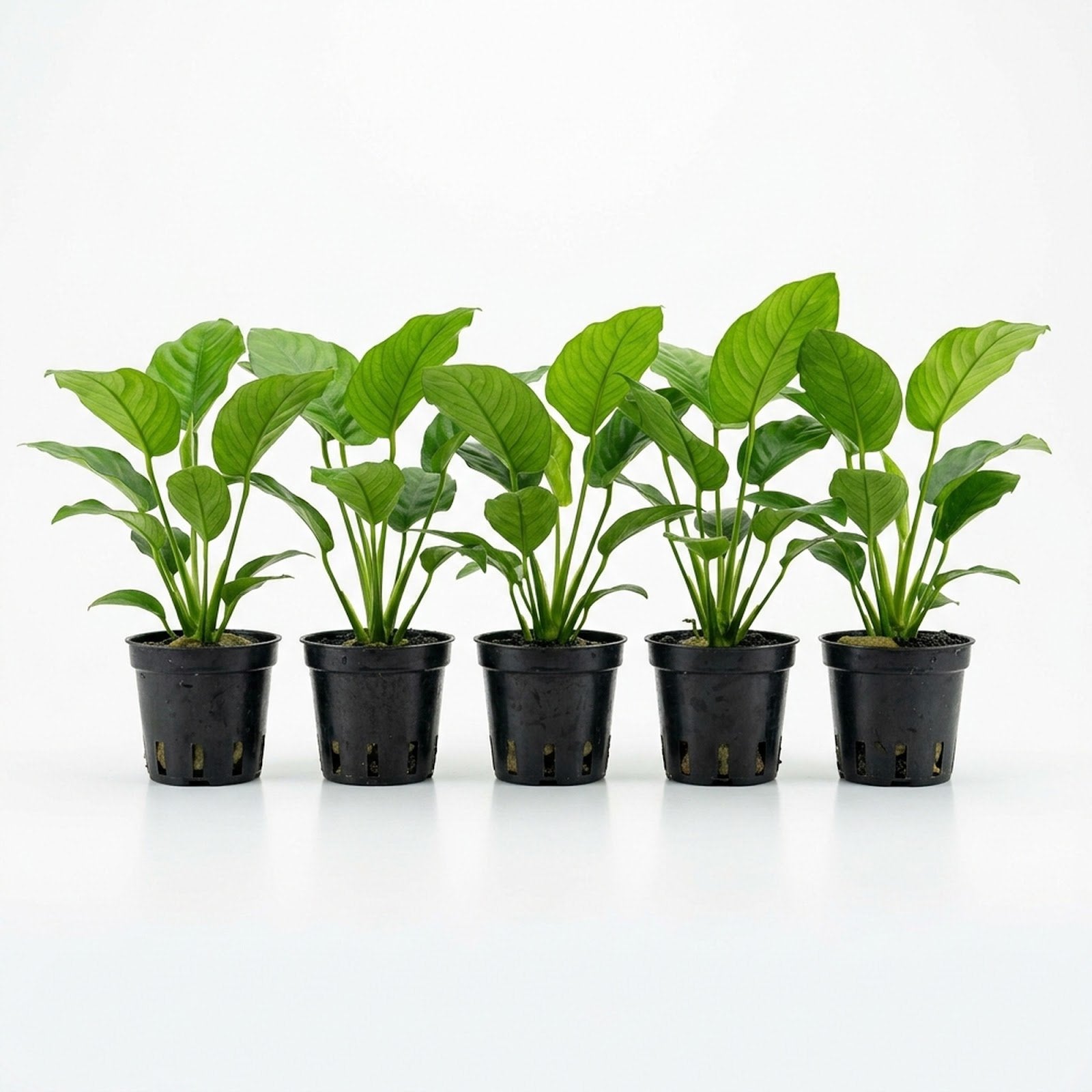 Anubias Gigantea