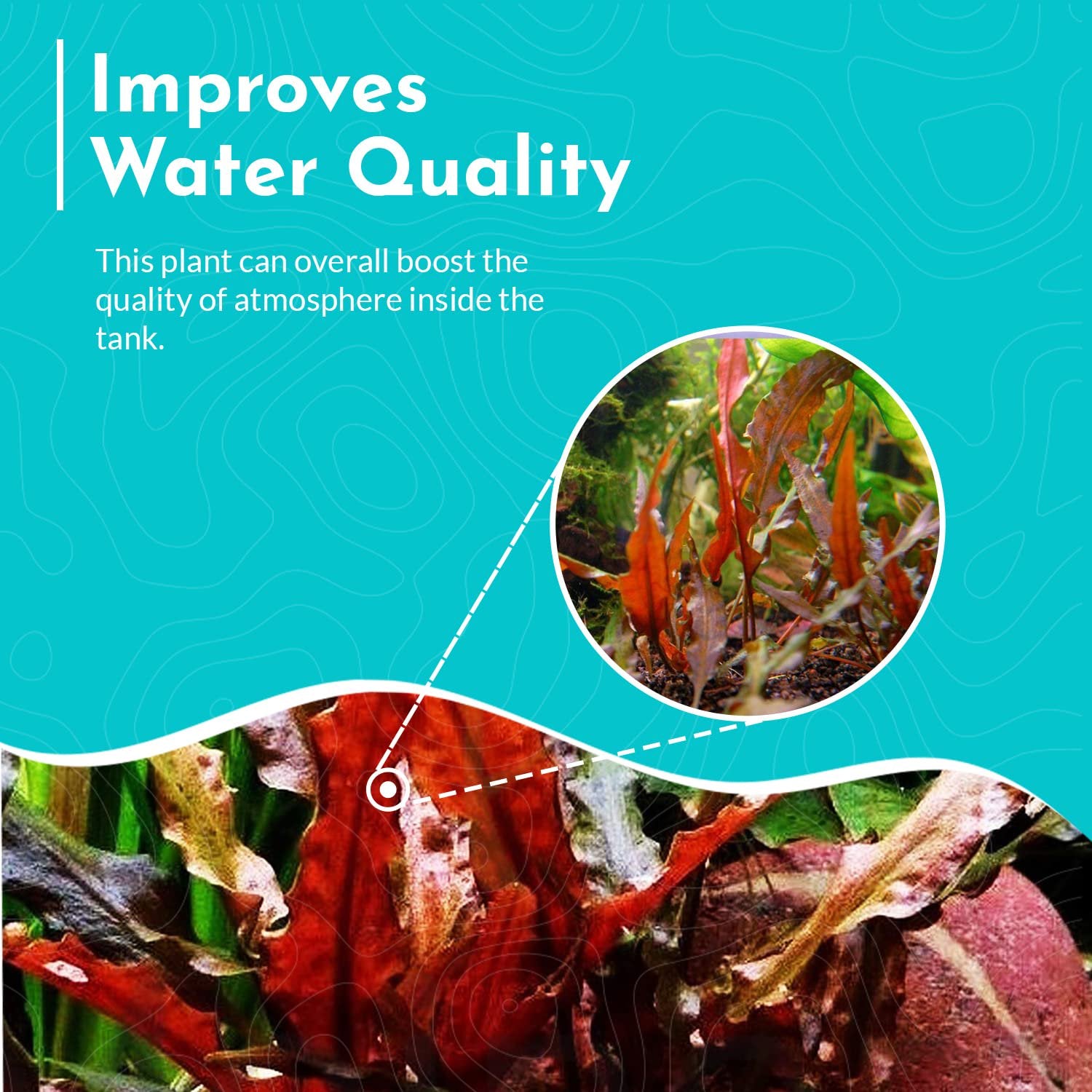 Cryptocoryne Wendtii Red