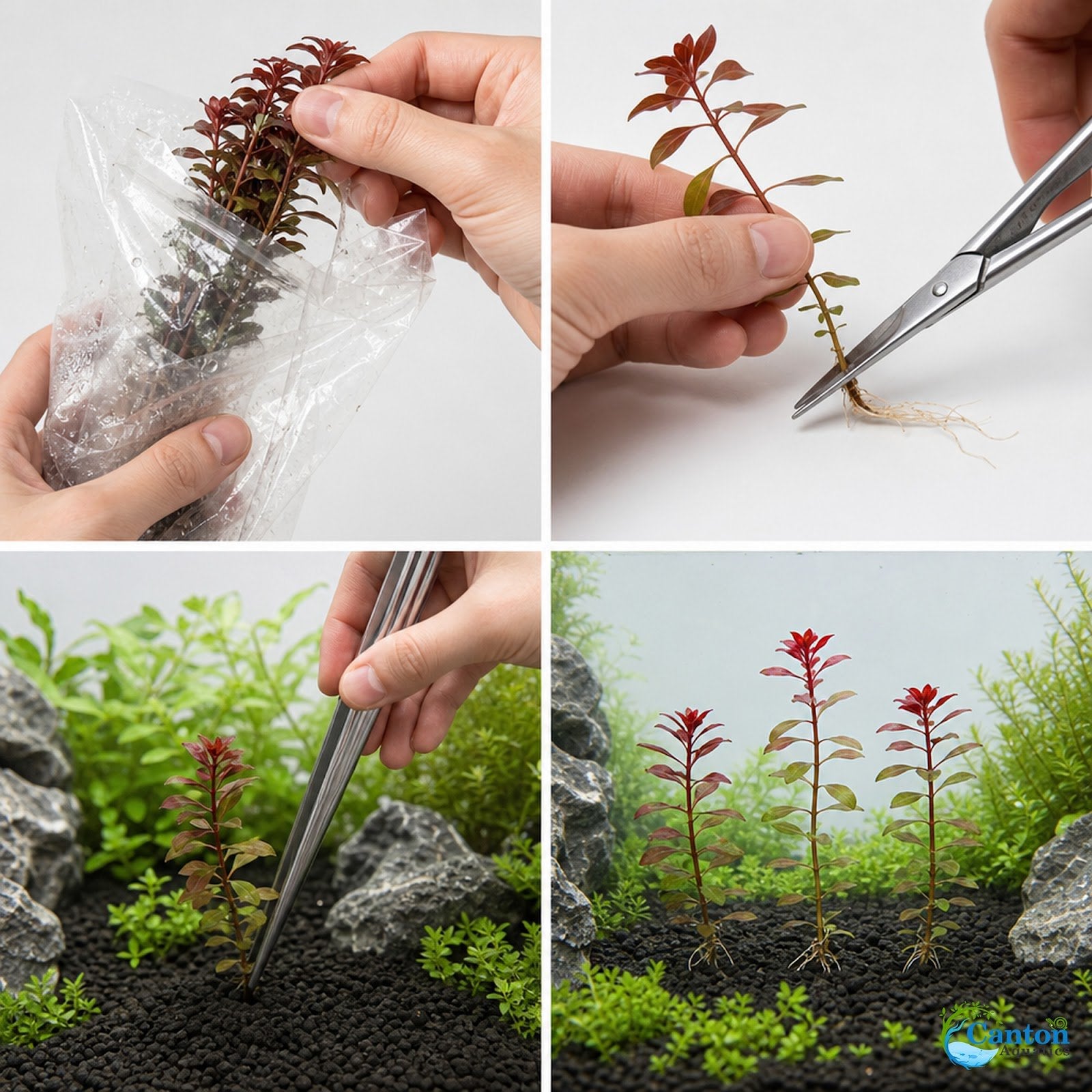 3 Pack Ludwigia Repens Dark Red