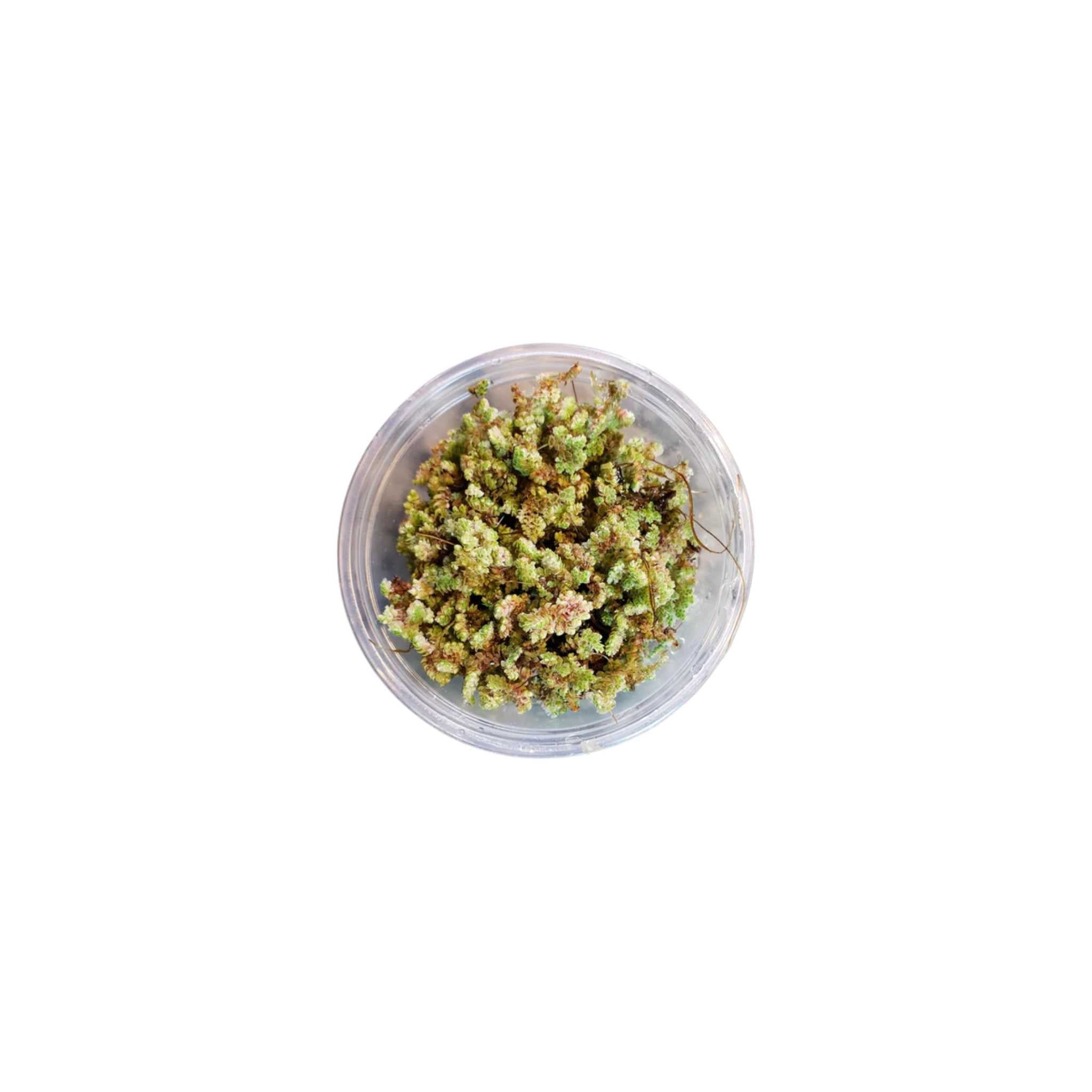 Azolla Filiculoides "Fairy Moss"