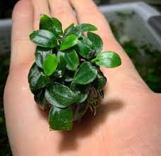 ANUBIAS (Nana Petite) On Lava Rock