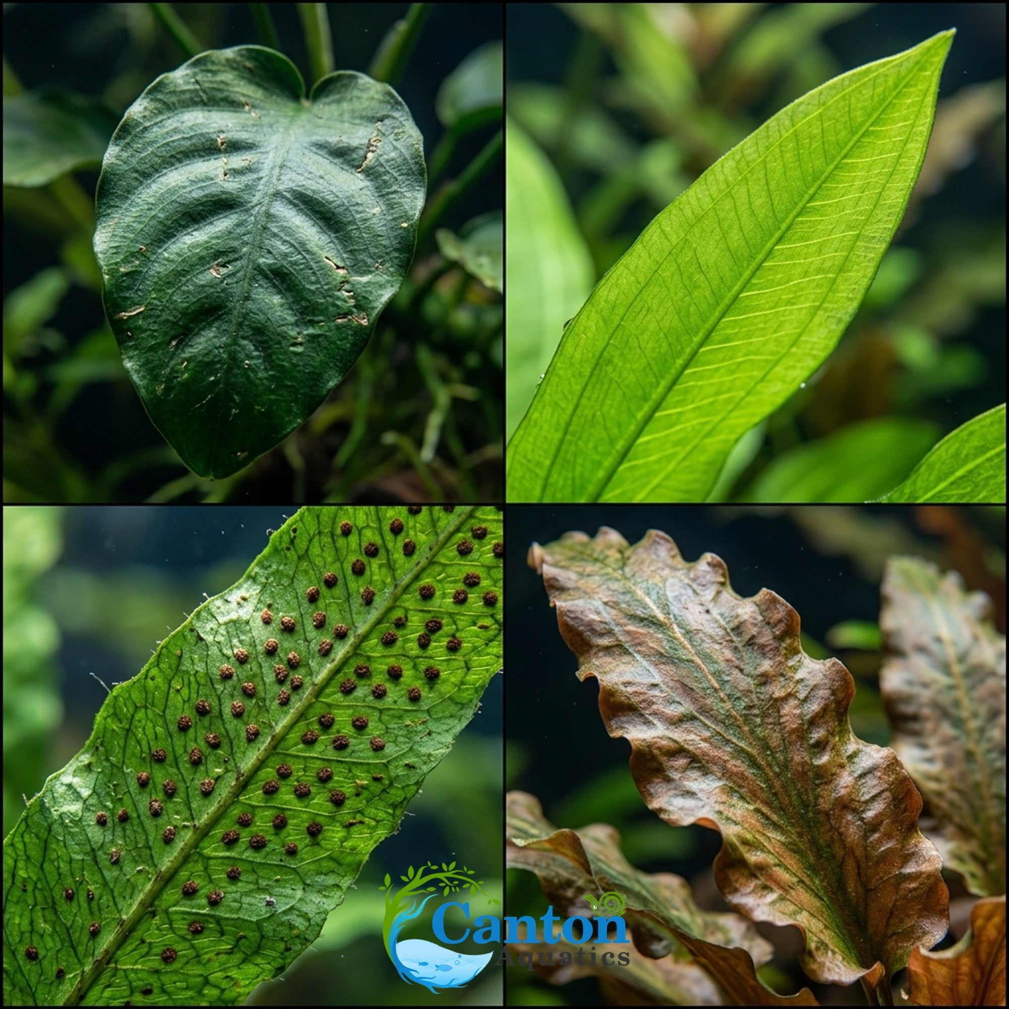 Live Aquarium Plants Essential Bundle - 4 Plants