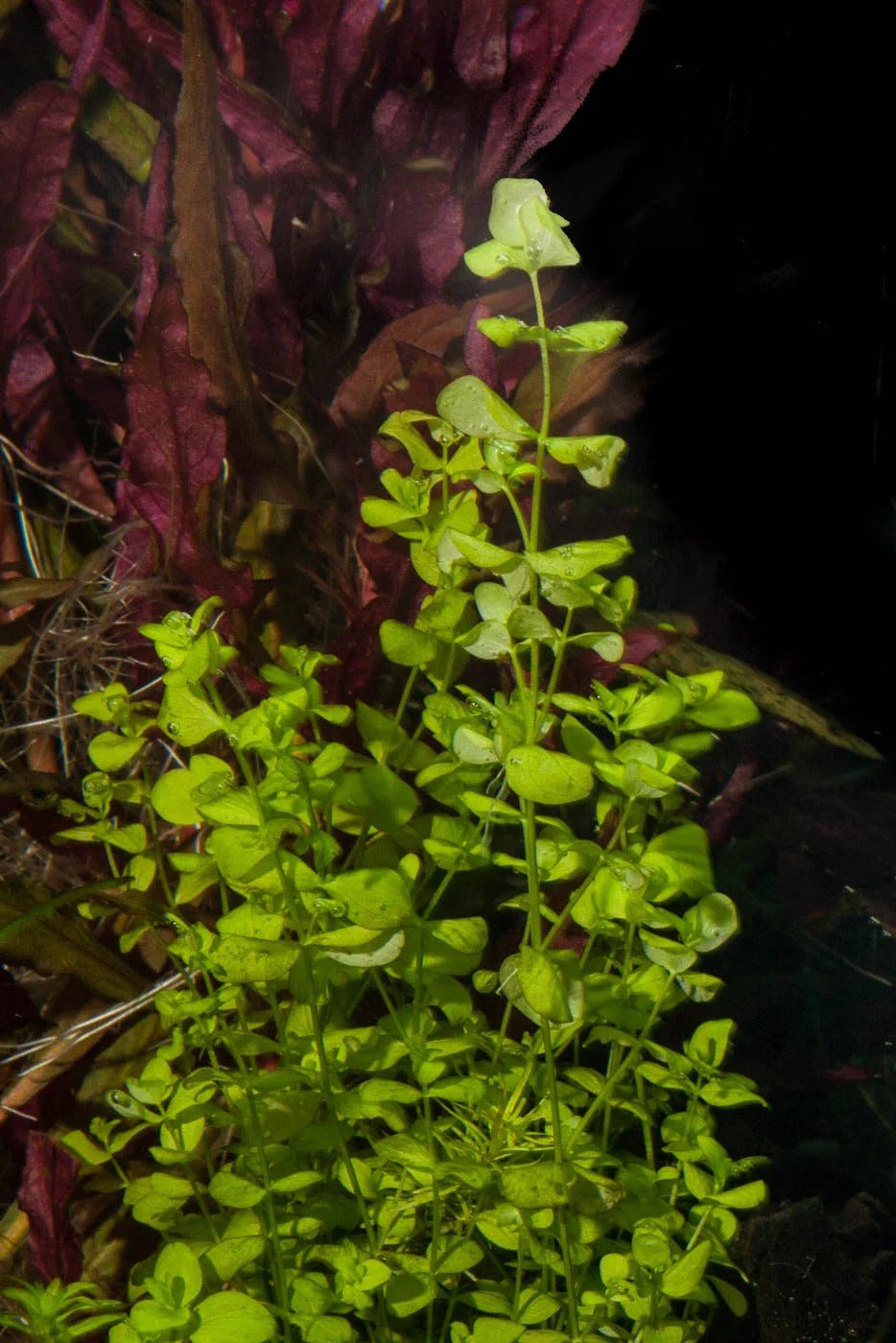 Dwarf Baby Tears Micranthemum Umbrosom