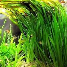 6 Plant Pack Jungle Vallisneria Americana