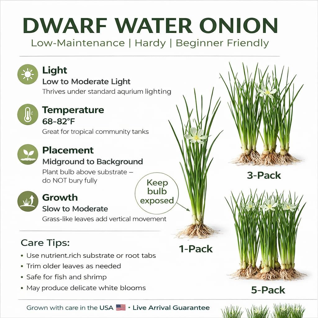 Water Onion Dwarf (Zephyranthes candida)