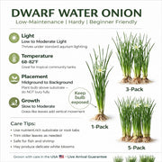 Water Onion Dwarf (Zephyranthes candida)