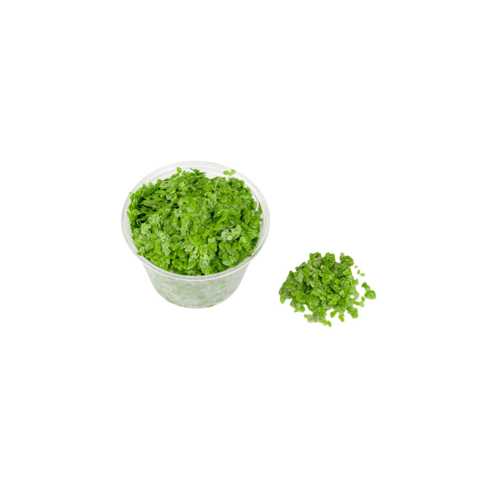 Floating Plant Combo Pack
