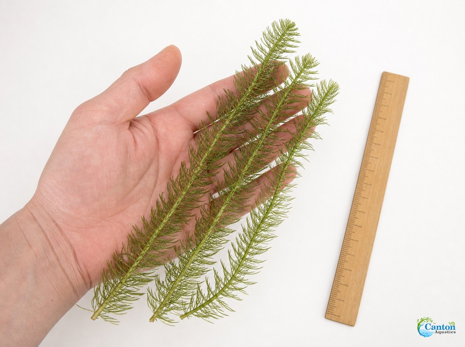 3 Pack Hornwort Bundle