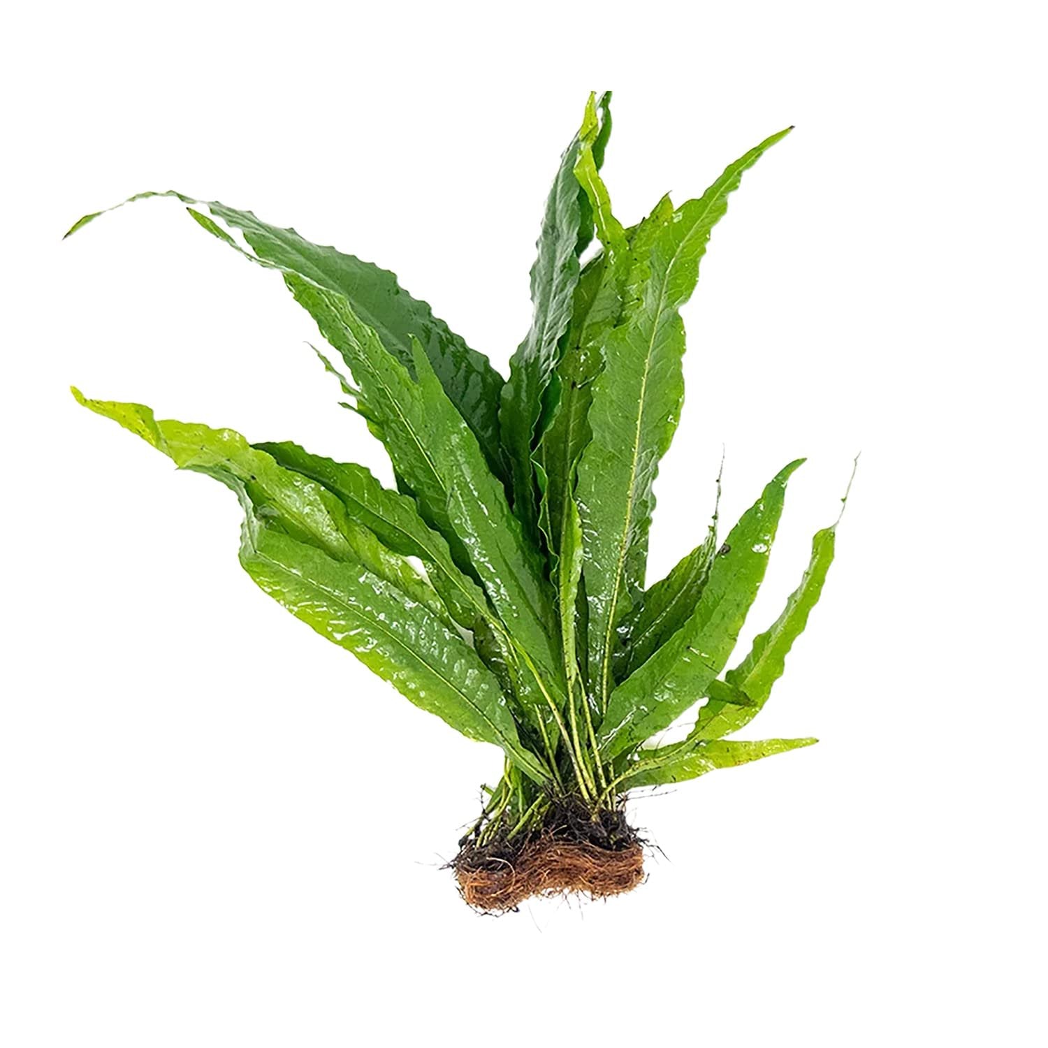 Java Fern Microsorum Pteropus