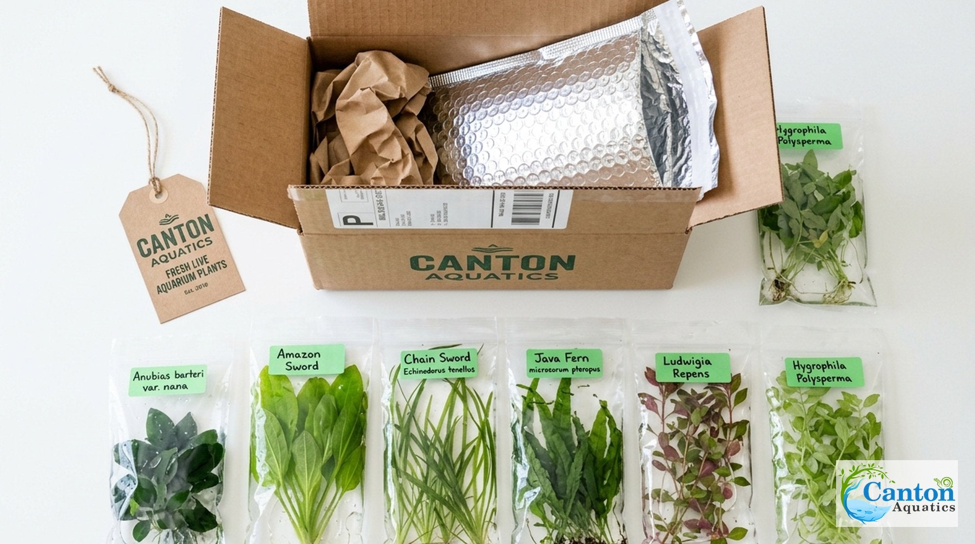 Aquarium Plant Bundle: Anubias, Amazon & Chain Sword