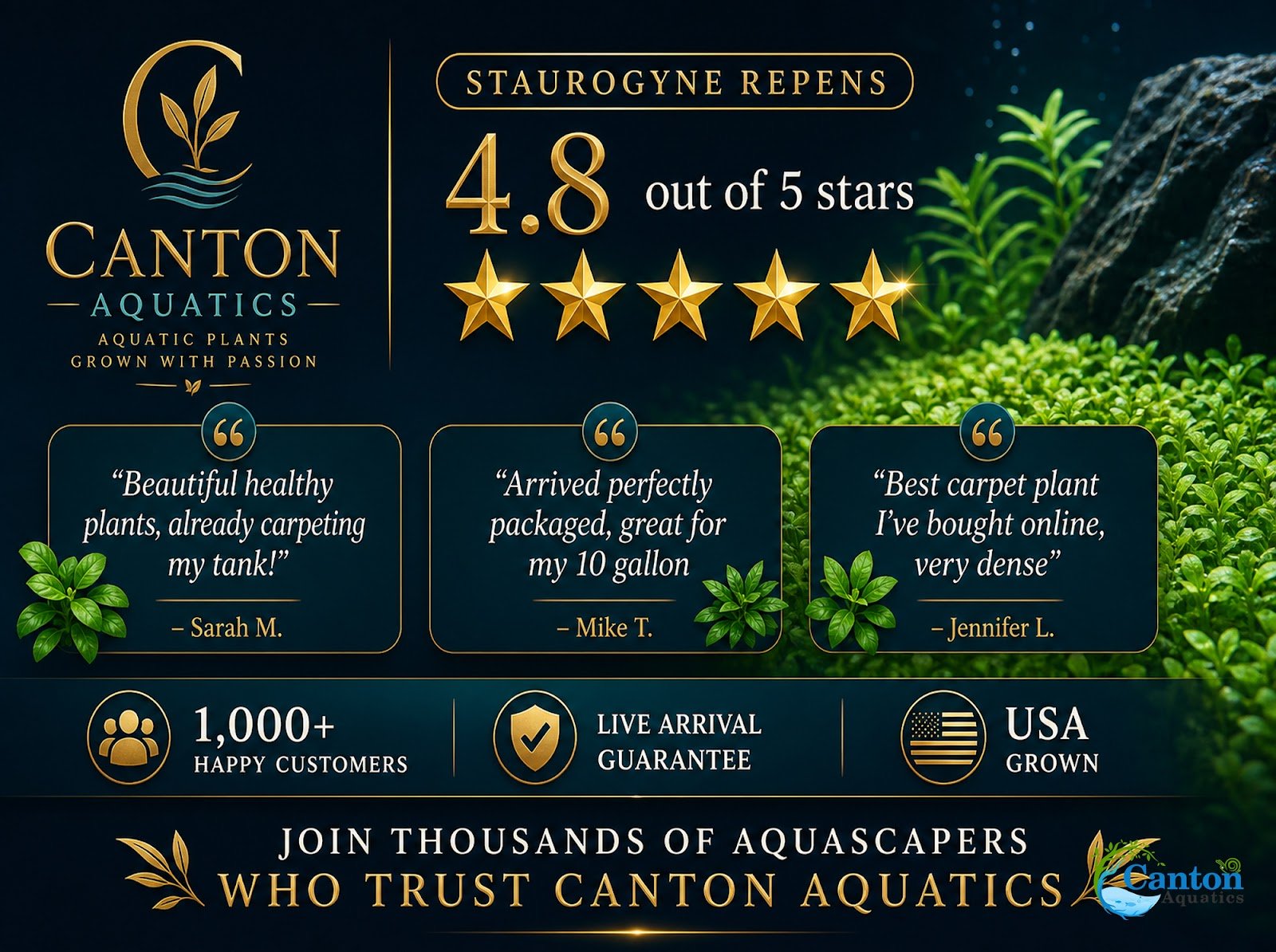 Staurogyne S Repens