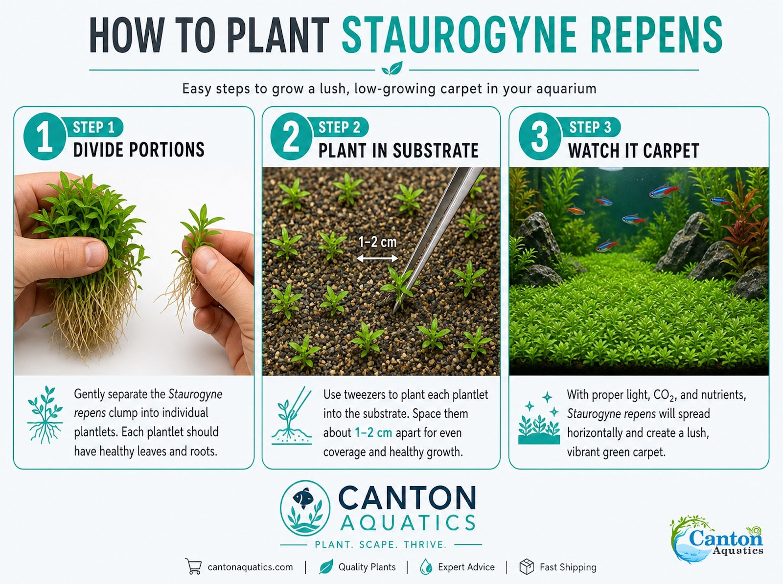 Staurogyne S Repens