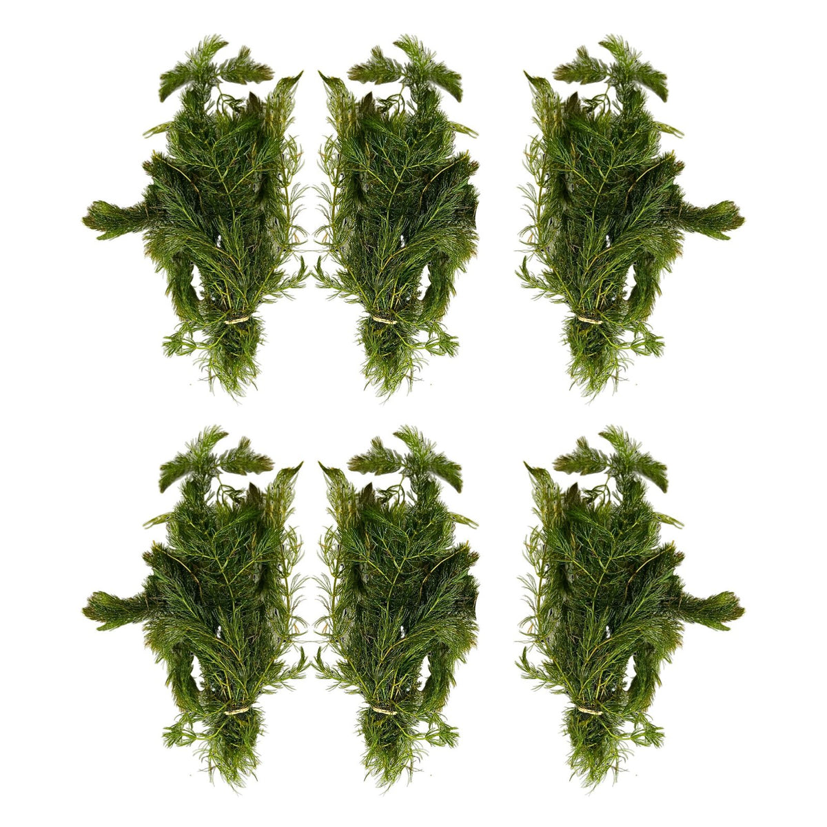 Anacharis and Hornwort Bundle Live Aquarium Plants