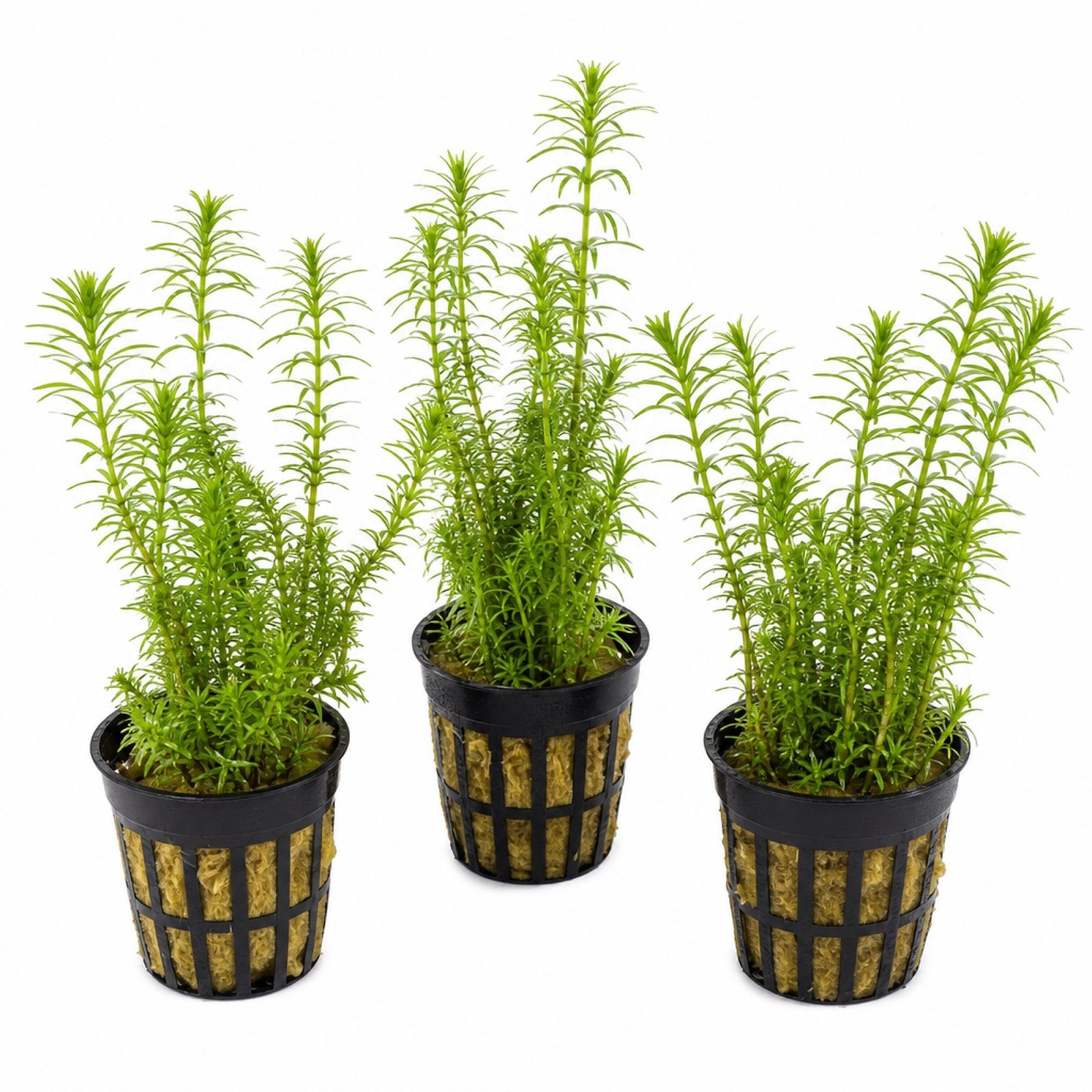 Limnophila Hippuridoides