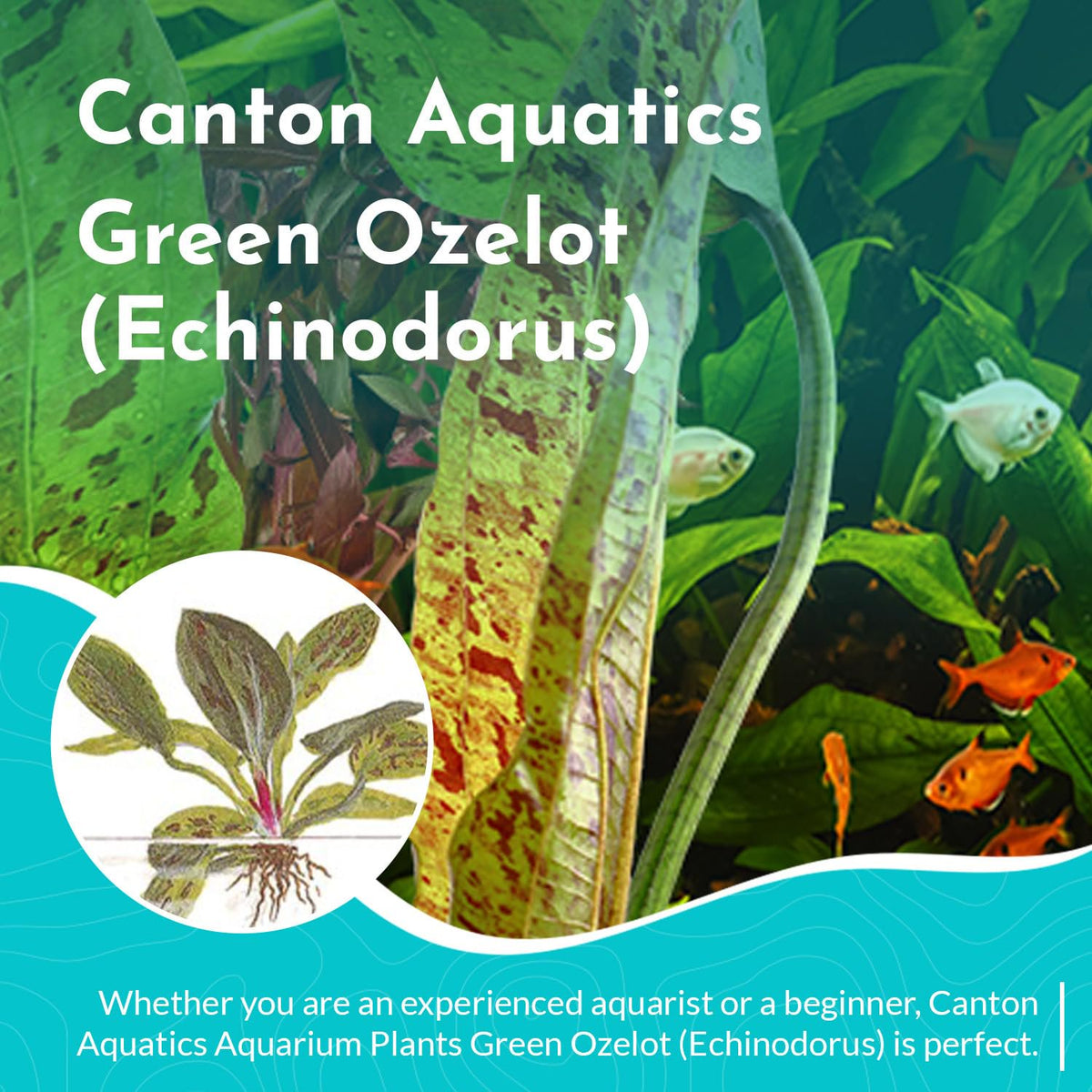 Amazon Sword Echinodorus "Green Ozelot"