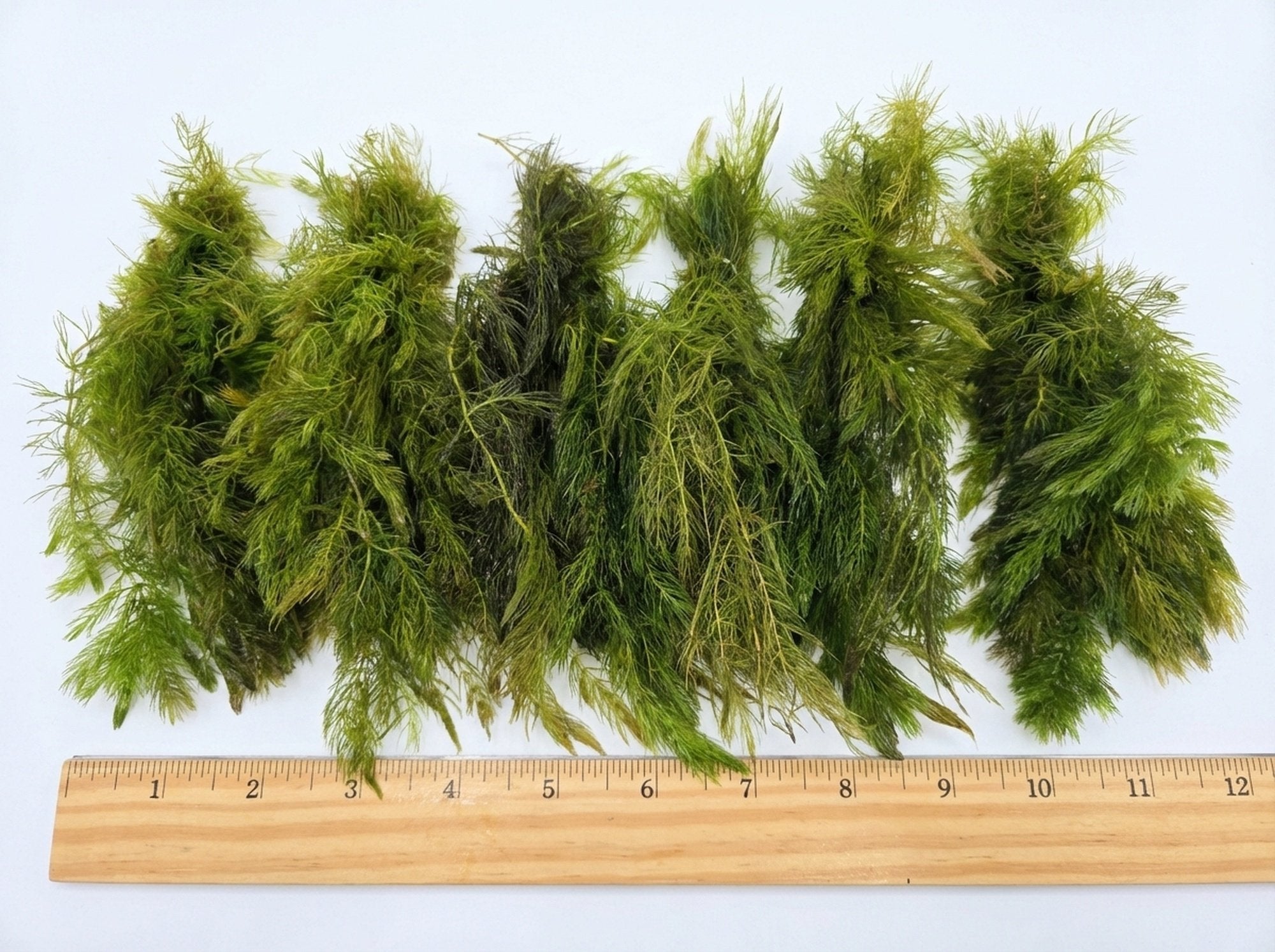6 Hornwort Bunches
