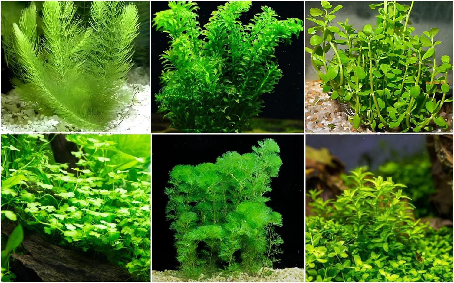 Low Light Aquarium Plant Bundle