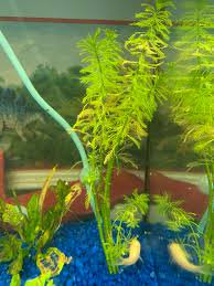 Red Parrot Feather Myriophyllum Brasiliensis