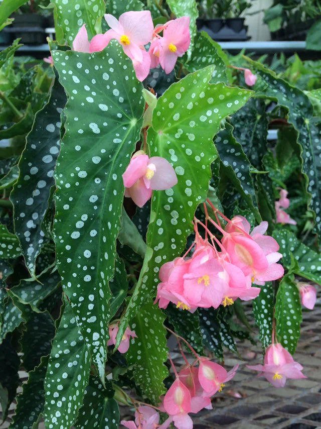 Angel Wing Begonia My Special Angel