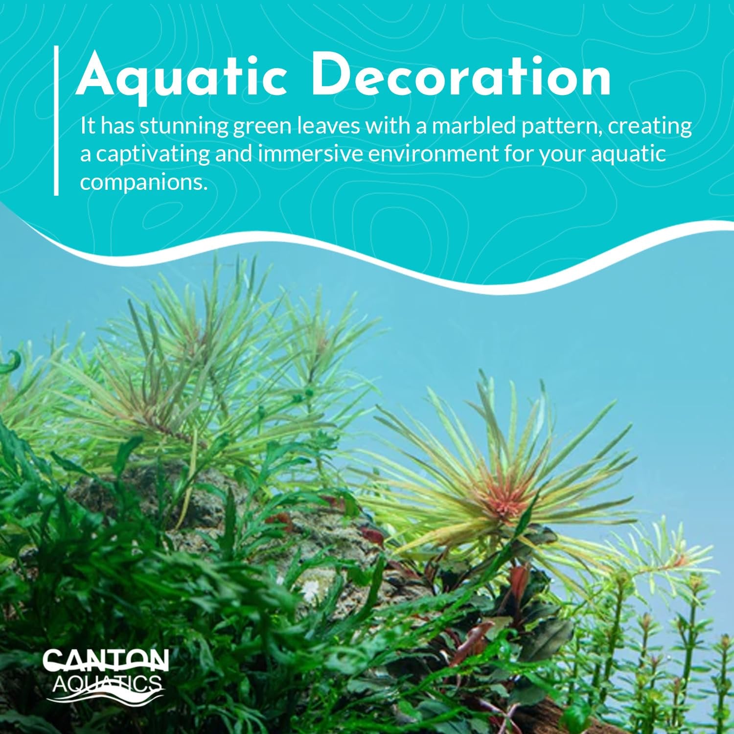Ludwigia Inclinata RedCuba