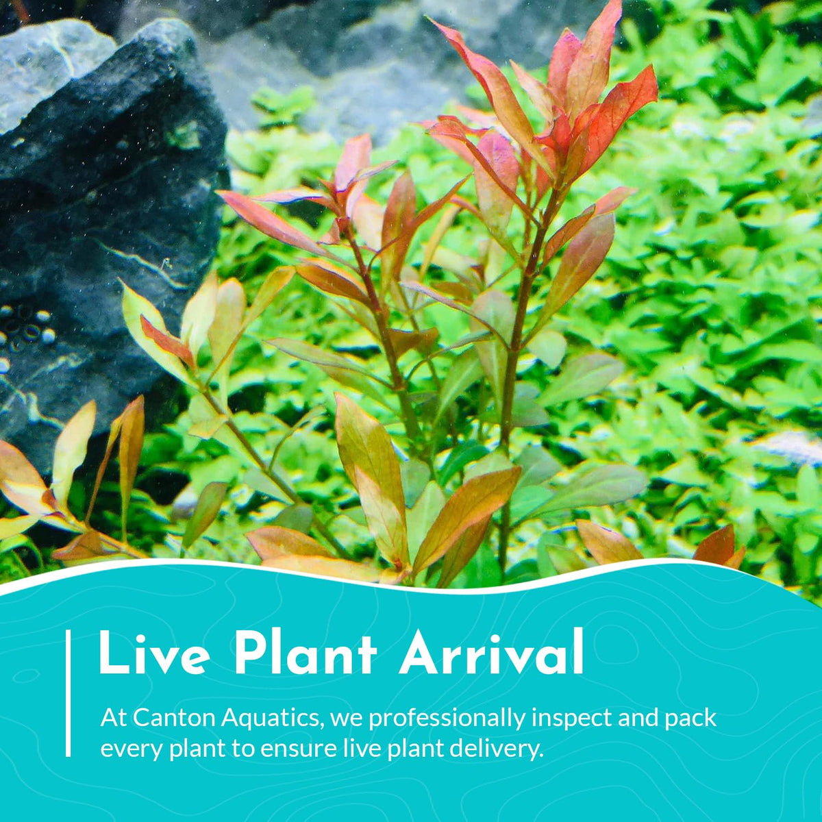 Ludwigia Repens Super Red Mini