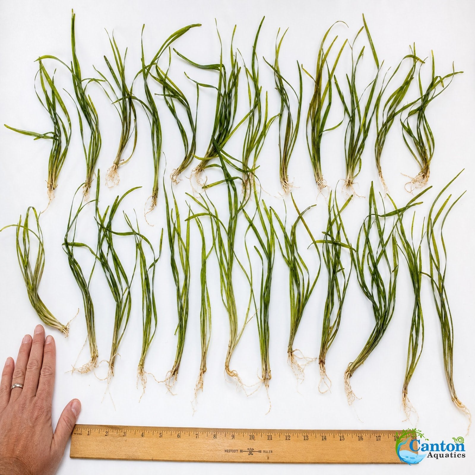 18 Plant Pack Valisnaria Vals Live Aquarium Plants