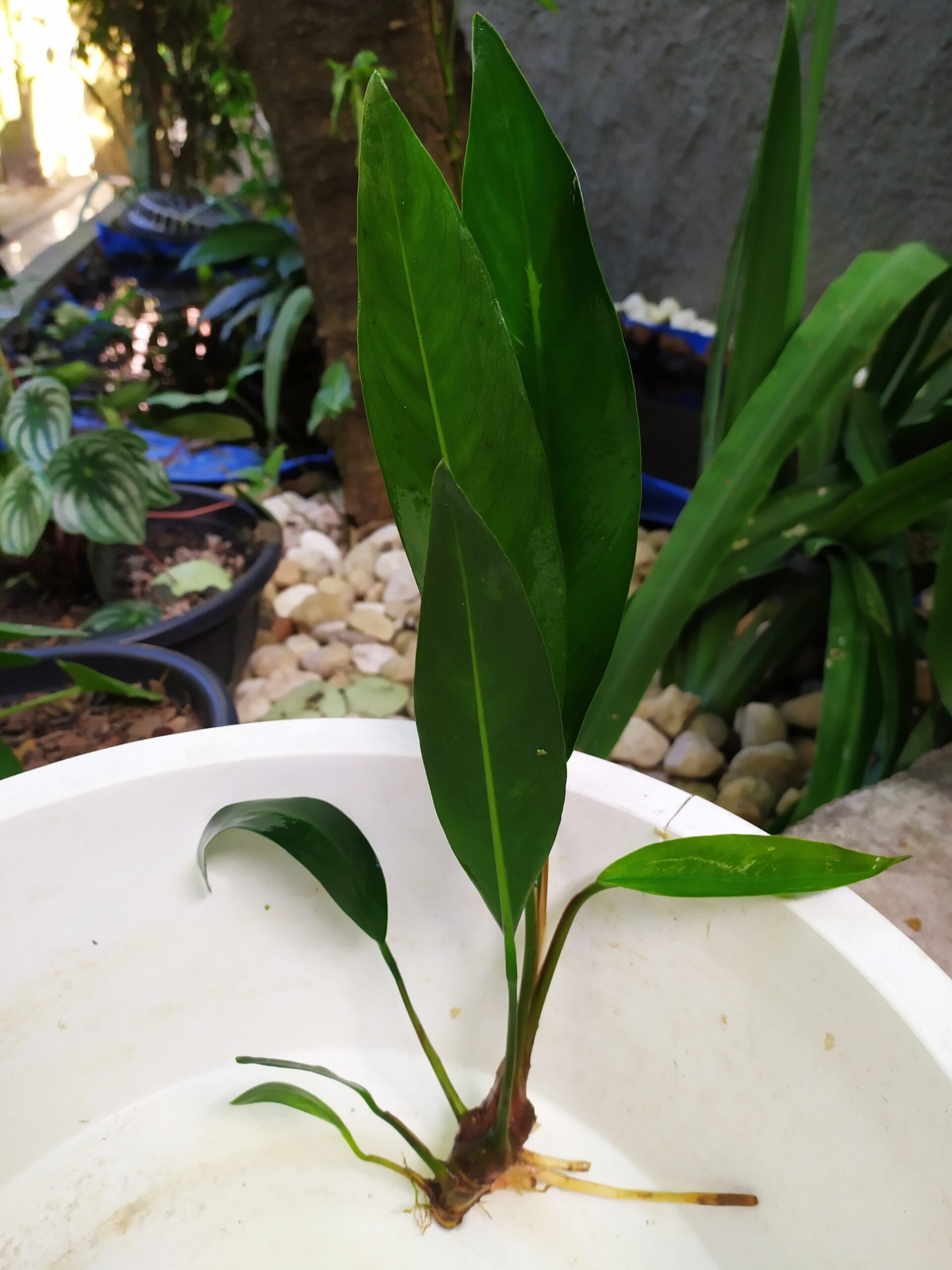 Anubias Heterophylla Lanceolata