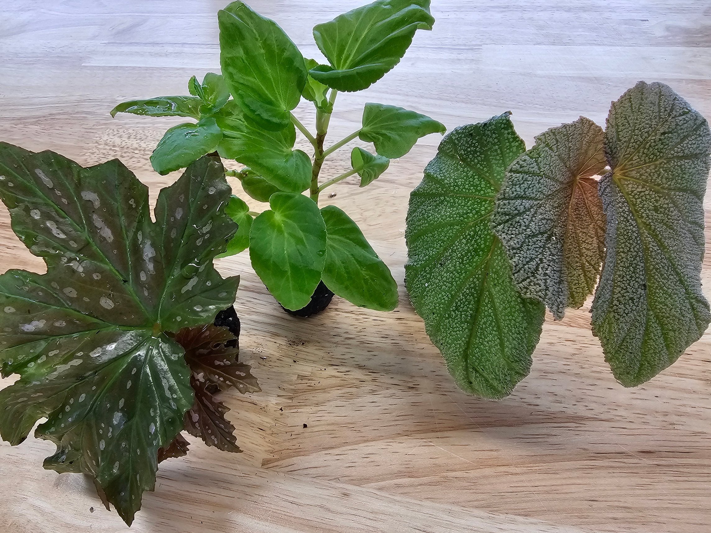 Angel Wing Begonia Assorted Starter Plant Bundle