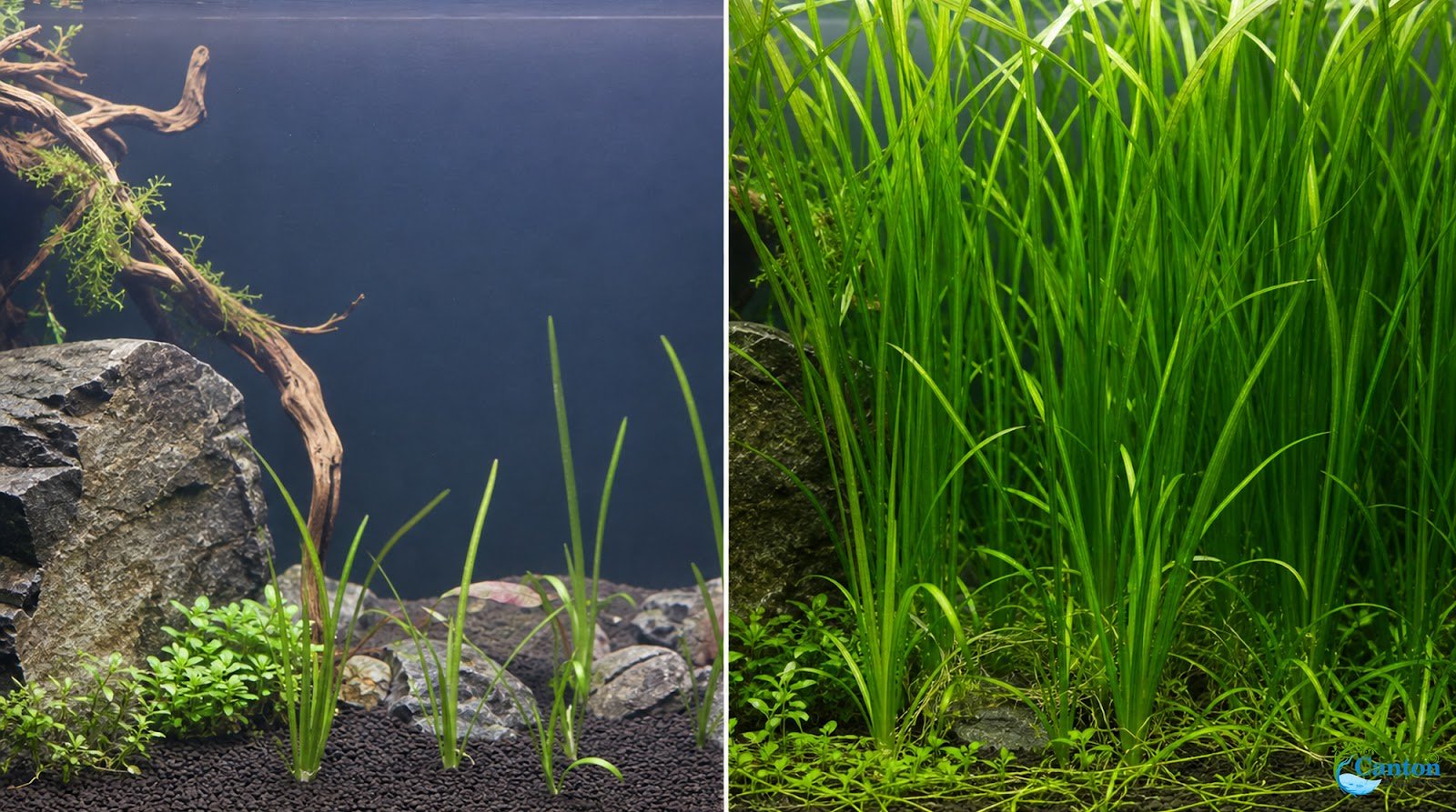 18 Lush Jungle Vallisneria Plants