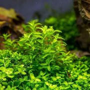 Low Light Aquarium Plant Bundle